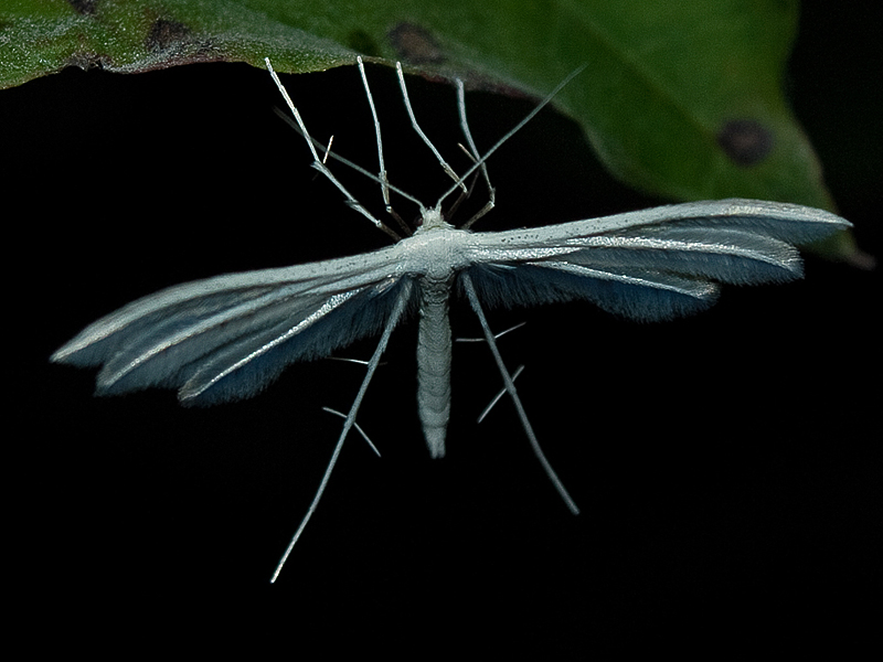 Da indentificare - Pterophorus pentadactyla